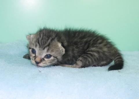 キジトラ♂ブルー君　尾長　
性