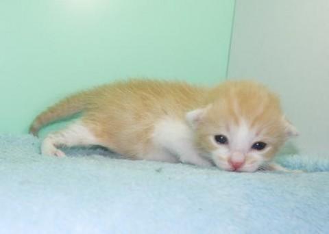 茶シロ♂君　尾長　
性格はまだ