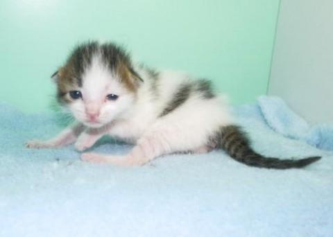 シロキジ♂ブルー君　尾長　こめか