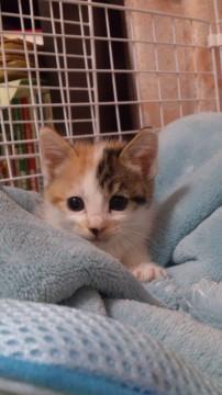 すごくお転婆な子です。でも兄弟猫