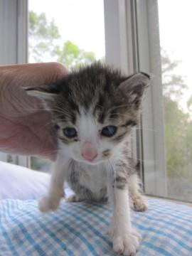 かわいいきじ白の女の子あーやちゃ