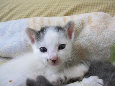 ほとんど白地にお顔としっぽおなか
