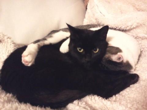 黒猫特有のビロードのような手触り
