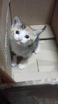 三毛猫です。
