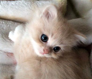 お母さんはチンチラ・お父さんはス