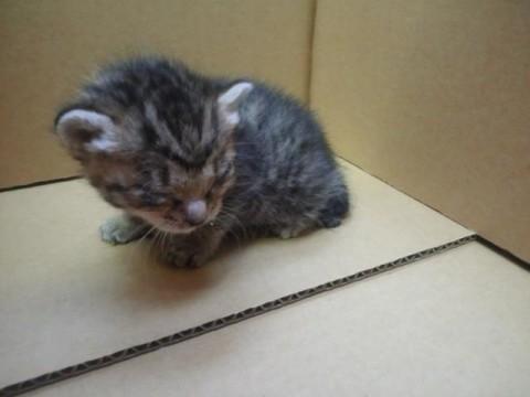 目ヤニなどありますが、母猫がしっ