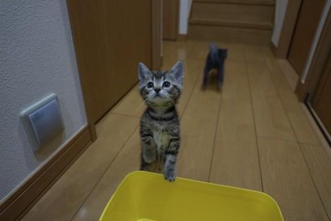 2014/02/18生まれ
と