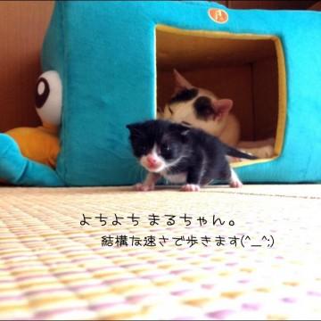 黒のハチワレ猫です。
先住猫に