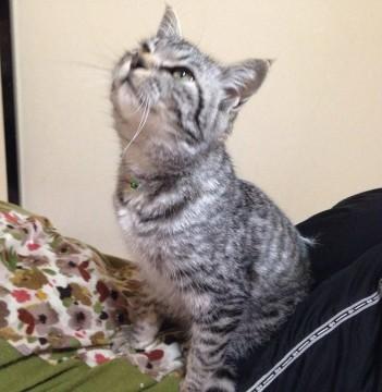 グレーのとら猫さん。グリーンアイ