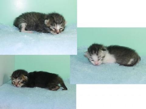 ブラックアグーティタビー♂イエロ