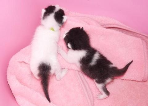 クロシロ♂ブルー君　　尾長
シ