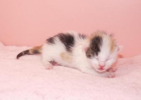 三毛♀レッドちゃん尾長
性格は