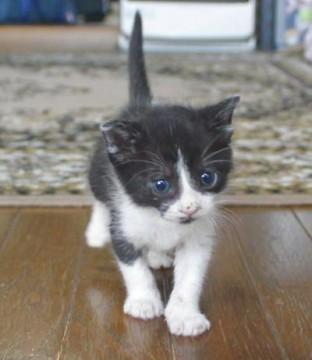 普通のハチワレです。性格は意外と