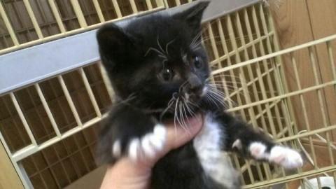 保護されて日も浅いので、まだおと