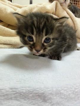 長毛種になります。（今はやや長め