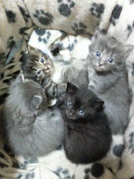 子猫の一部の写真を投稿しました。