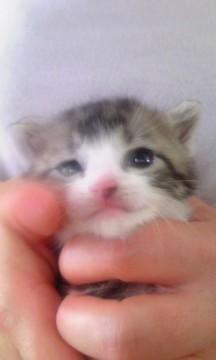 アメショ風の薄い色のキジ白で、と