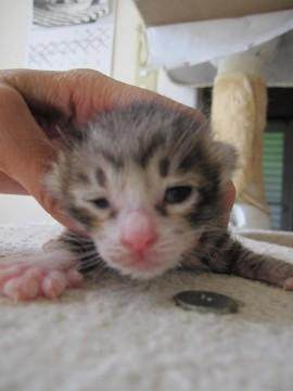 きじ白ですが少し茶色も混じってい