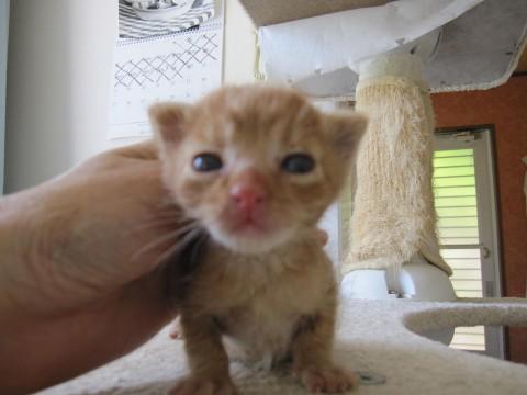 かわいい丸顔の茶トラ、かりんくん