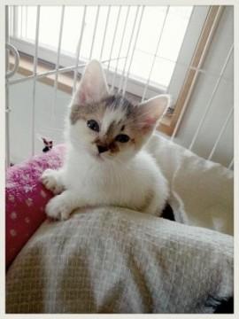 【愛称】まるちゃん
【性別】 