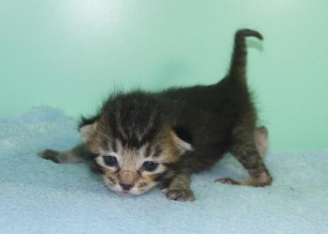 ブラックアグーティタビー♂イエロ