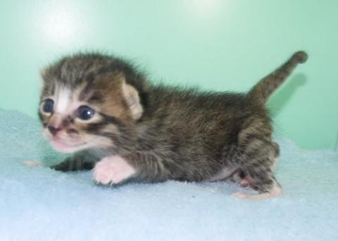 キジシロ♂モカ君　尾長先曲がり