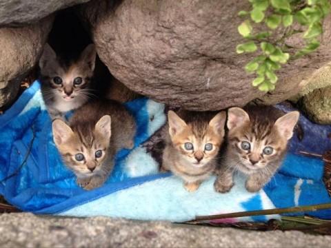 全体的にみんなキジで、一匹だけ白