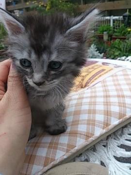 グレーの長毛のふわふわの毛の女の