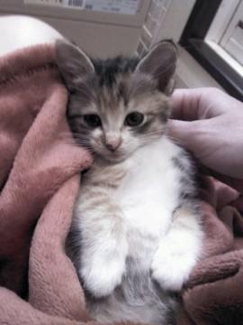 三毛猫です。すごくかわいいです