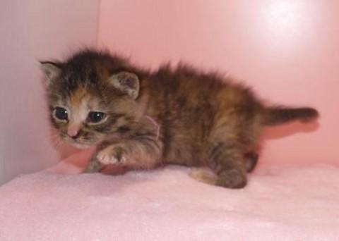 キジ三毛♀ピンクちゃん　尾長先曲