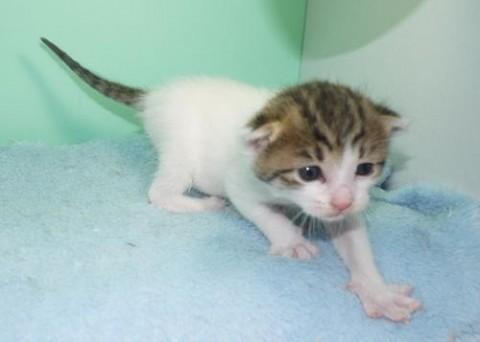 シロキジ♀ブルー君　尾長
とて