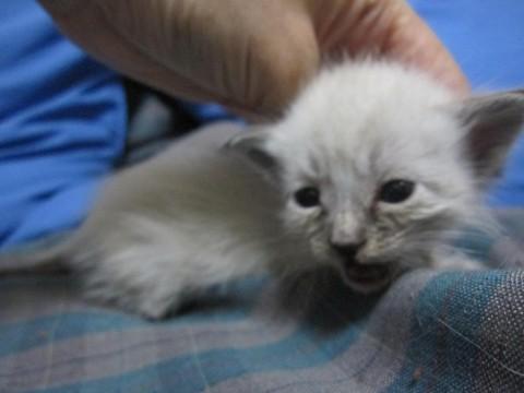 きれいなシャム系雑種のあさぎちゃ