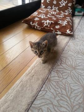 走り回って元気な子です。
甘え