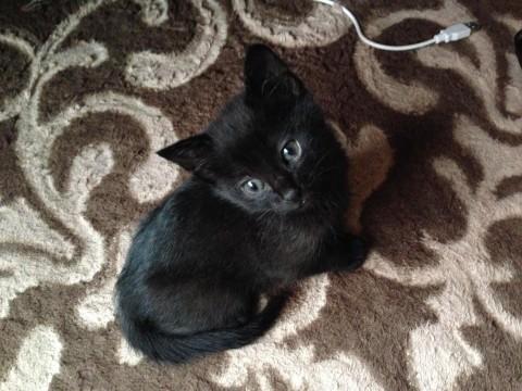 【一作限り】花畑で寄り添う白猫と黒猫の親子　K913 猫]山口県の里親募集 白猫あんちゃんから生まれた黒猫ち