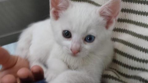 ４月２日生まれの女の子です。母猫