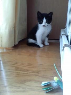 とても臆病で、すぐに隠れたり威嚇