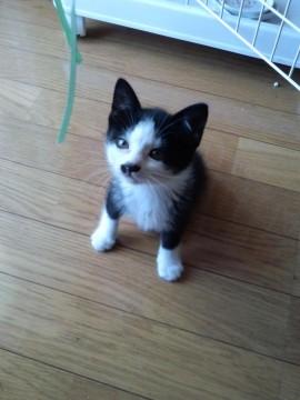 とても臆病で、すぐに隠れたり威嚇