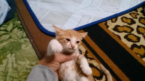 親猫  ベンガルのミックスの三毛