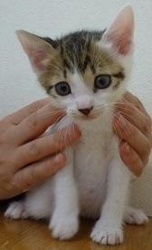 ちょっと甘えん坊で、遊ぶのが大好