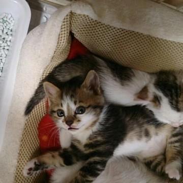 アメショー雑種で、タビー柄のいろ