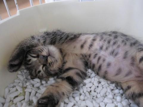 可愛いきじとらのむめくんです。生