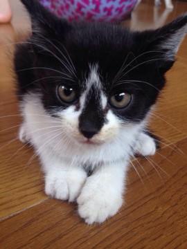 黒白の八割れでコアラのような変わ