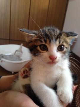 ベースはキジですが、背中がストラ