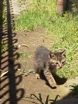 サビ猫、キジトラ2匹です。