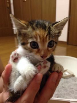 三毛猫です。
とてもおっとりと
