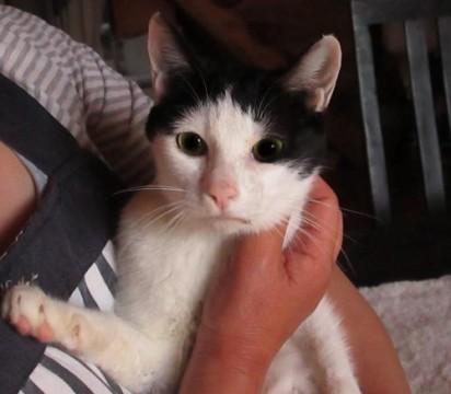 子猫を6匹出産したばかりのお母さ