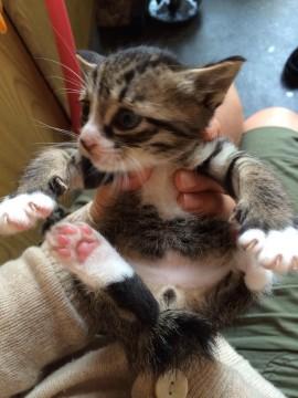 ゆず、あんこ、きなこ、あずきと兄