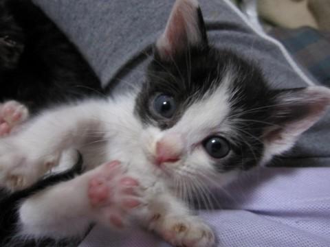 かわいい黒白の子猫，玉之丞くんで