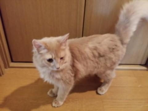 人懐っこくてかなり活発に動き回っ