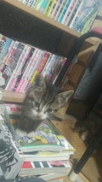 キジトラだそうです！